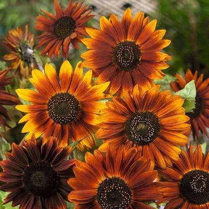 XOLDA Sunflower Earthwalker Seed