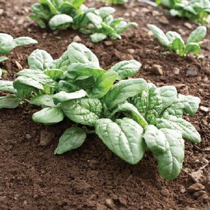 Sjeme Acadia Spinach / Palak seed Seed