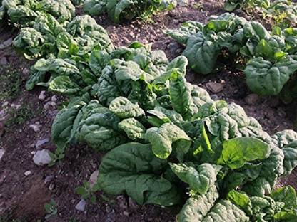 Sjeme Emperor Spinach / Palak seed Seed