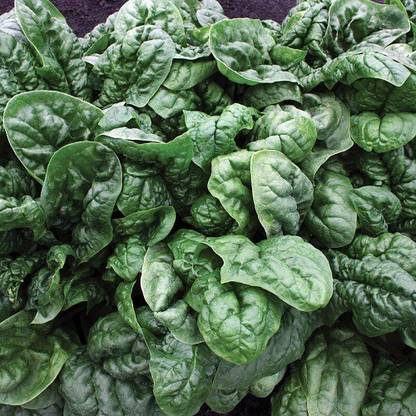 Sjeme Avon Spinach / Palak seed Seed