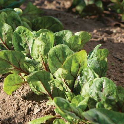 Sjeme Red kitten Spinach / Palak seed Seed