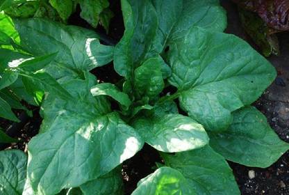 Sjeme Teton Spinach / Palak seed Seed