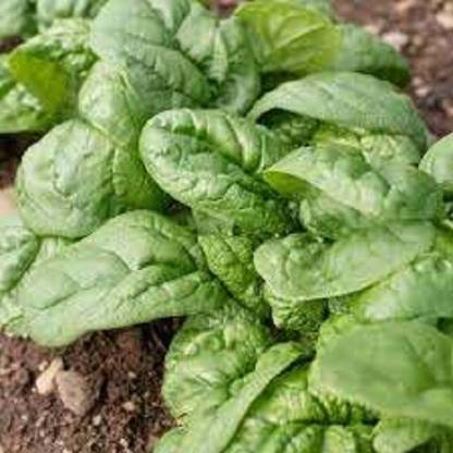 Sjeme Tasman Spinach / Palak seed Seed Price in India - Buy Sjeme ...