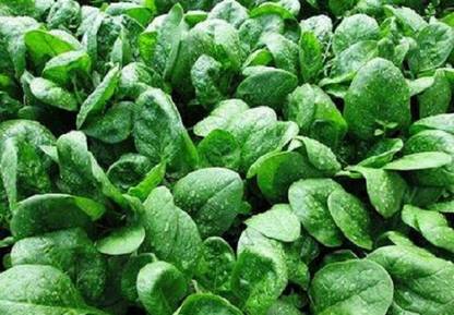 Sjeme Catalina Spinach / Palak seed Seed