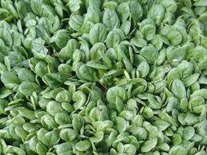 Sjeme Semi-savoy Spinach / Palak seed Seed