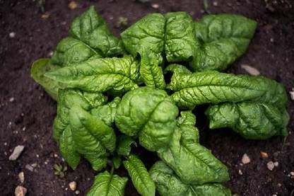 Sjeme Tyee Spinach / Palak seed Seed