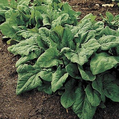Sjeme Renejade Spinach / Palak seed Seed