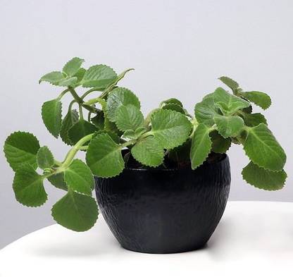 Grinian Ajwain Plant