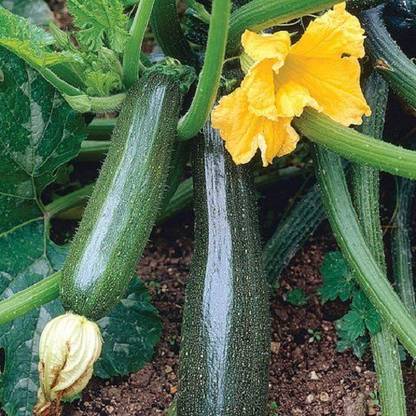 Sjeme Defender F1 Zucchini Seed