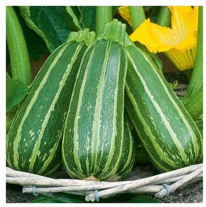 Sjeme Bush Baby Zucchini Seed
