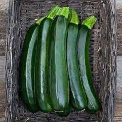 Sjeme Midnight F1 Zucchini Seed