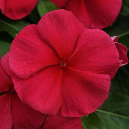 Paudha Vinca Deep red /sada bahar Seed