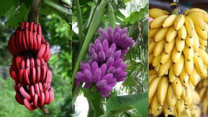 VIDISHAS HORTICULTURE Imported Hybrid Banana Seeds Seed