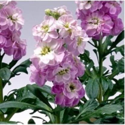 VibeX GBPT-94-Evening Stock Matthiola Lavender Flower Seeds Mix/Reseeding Annual Seed