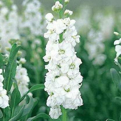 VibeX NBIR-48-HYBRID STOCK FLOWER SEEDS Seed