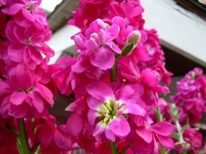 VibeX NBIR-57-Dwarf Stock Flowers Seed, Scented, Matthiola Incana Ten Week Deep Rose Seed