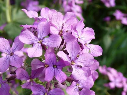 VibeX PAU-66-Night Scented Stock Seeds - Matthiola Bicornis Seed