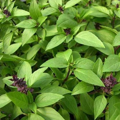 Airex THAI BASIL HERB SEEDS (PACK OF 30 SEEDS X 8 PACKET Seed