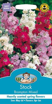 VibeX PAU-66-Stock Mix Flower Seeds (Matthiola Incana Ten Week Mix) Seed