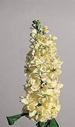 VibeX HUA-79-Goldcut Yellow Stocks Ip30 (Matthiola Icana) Seed
