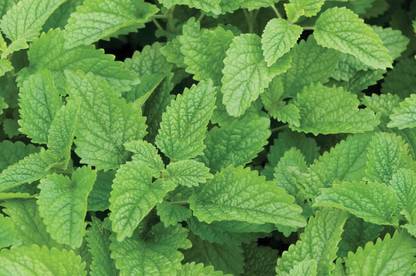 Airex LEMON BALM HERB SEEDS (PACK OF 50 SEEDS X 7 PACKET Seed