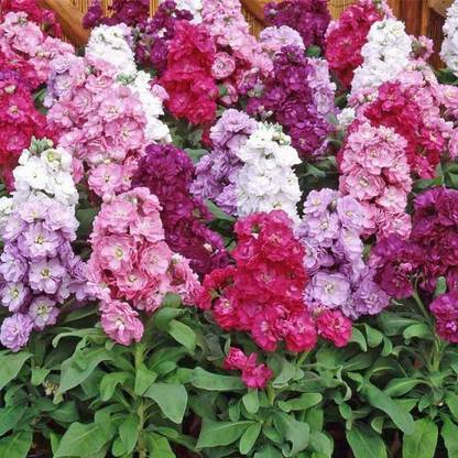 VibeX NBIR-39-Larkspur (Delphinium) Stock Flowered Seed
