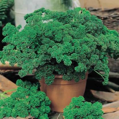 Airex PARSLEY MOSS CURLED HERB SEEDS (PACK OF 50 SEEDS X 4 PACKET Seed