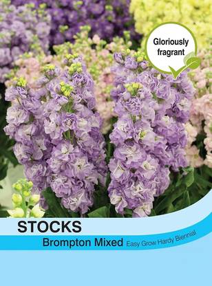 VibeX GBPT-10-F1 Hybrid Stock (Matthiola Incana Ten Week White) Gillyflower Night Scented Seed