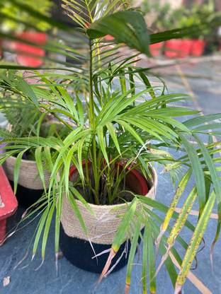 pepme Jute Basket Black Bottom Plant Container Set