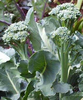 Sjeme Aspabroc Baby broccoli seed Seed
