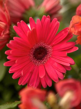 PEARL Daisy Red Seed