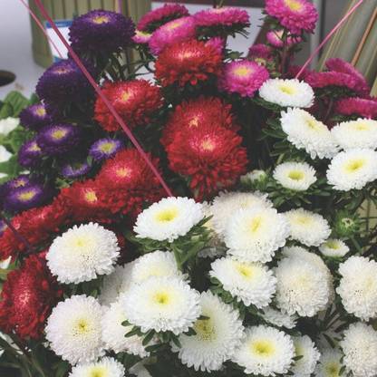 Paudha Aster Mix Seed