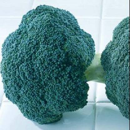 Sjeme Destiny broccoli seed Seed
