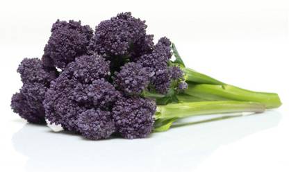 Sjeme Burgundy broccoli seed Seed