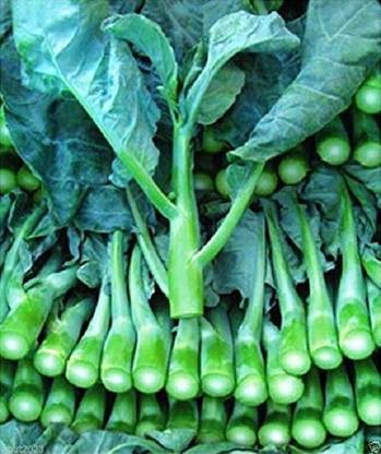 Sjeme Big Boy broccoli seed Seed