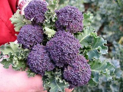 Sjeme Santee broccoli seed Seed