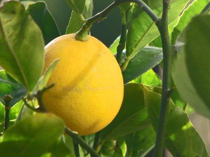 Decorate The World Lemon Plant
