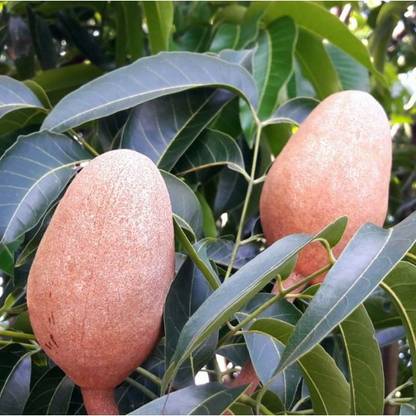 Sjeme Mahogany Tree Seed Seed