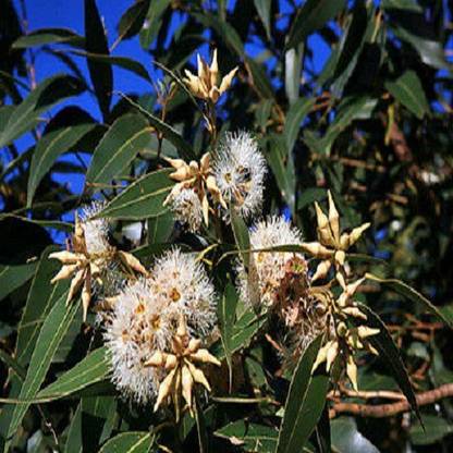 Sjeme Swamp Mahogany Seed Seed