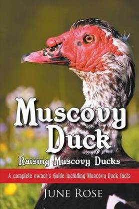 Muscovy Duck