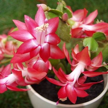 Redoak Zygocactus Truncatus Schlumbergera Seeds Seed