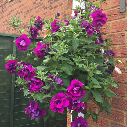 Paudha petunia Purple Seed
