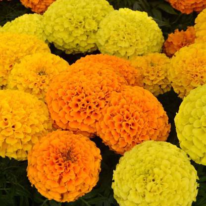 Jevik Marigold African Mix Seed