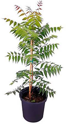 GreenyOn Neem Plant