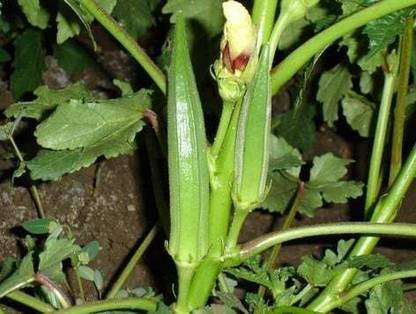 Corofitam Ladies Finger/Bhendi F88 Seed
