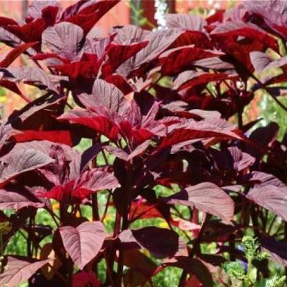 seedagro Red Amarantha Seed