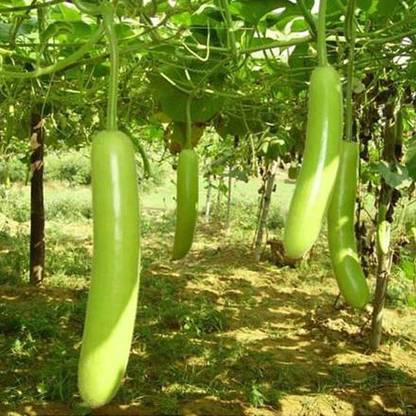 VibeX Bottle Gourd Pusa Komal - Desi Vegetable Seeds Seed
