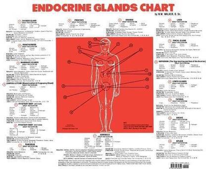 Endocrine Glands Chart
