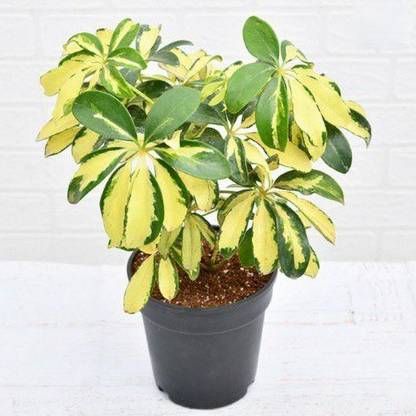 Mphmi Inermi Plant