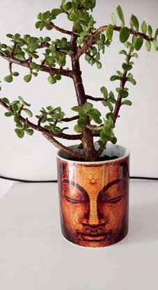 BlueBells Gifting Jade Plant